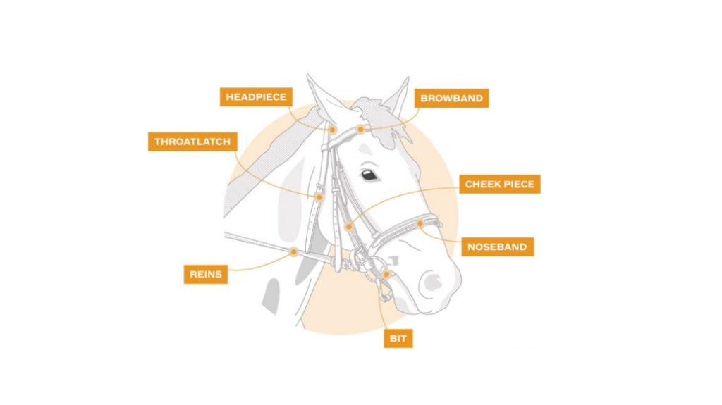 لگام و دهانه برای کنترل اسب